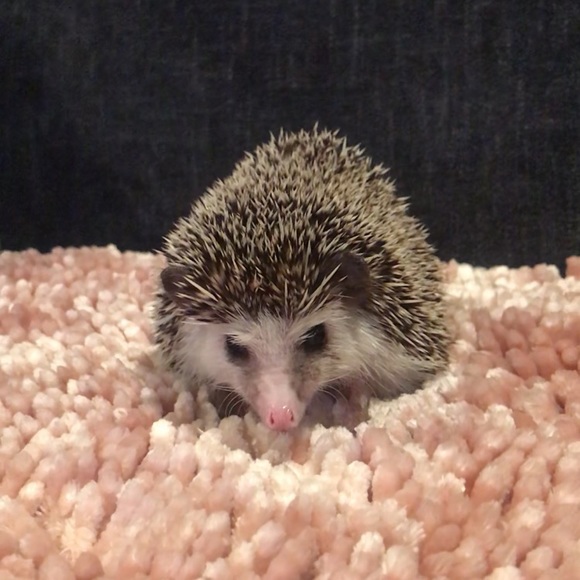 Meet your Posher, Kelly - Picture 1 of 1